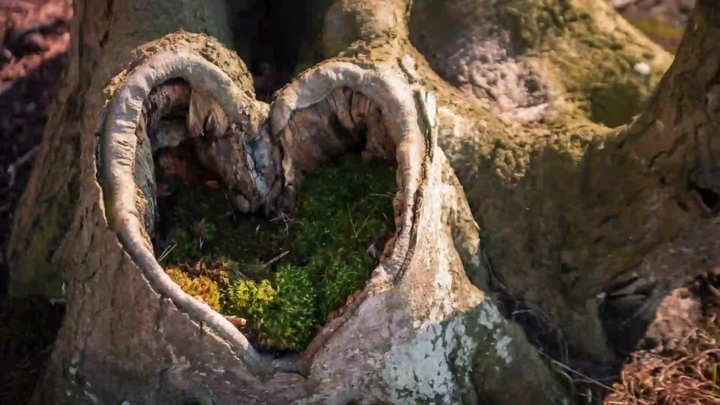 Loving Kindness Meditation - Moss filled heart on tree trunk.